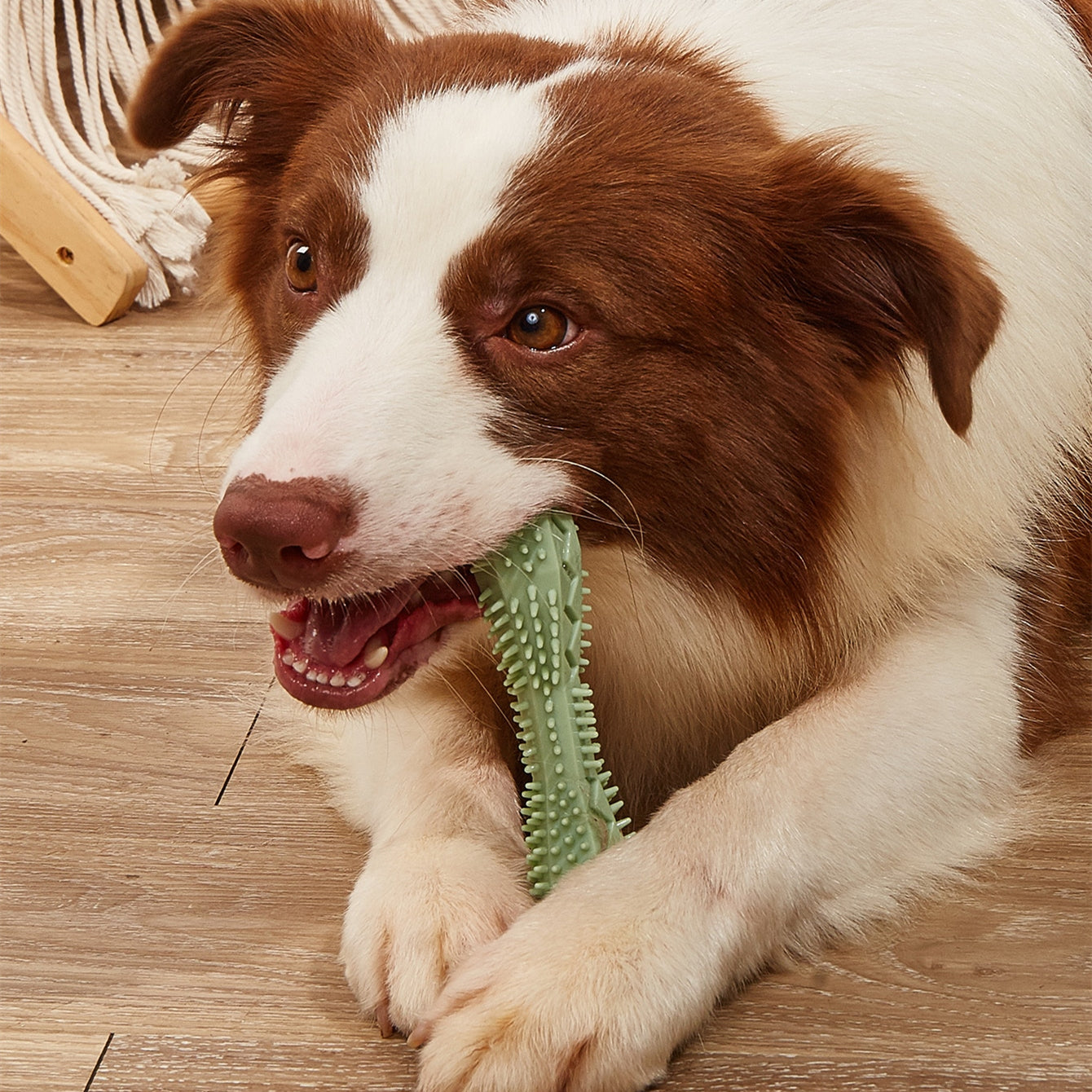 Chew Toy That Does Teeth Cleaning
